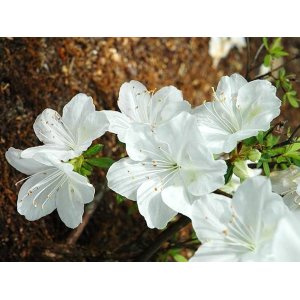 Azalka japonská (Azalea japonica) ´PALESTRINA BLANCHE´ - výška 40-50 cm, kont. C1,5L